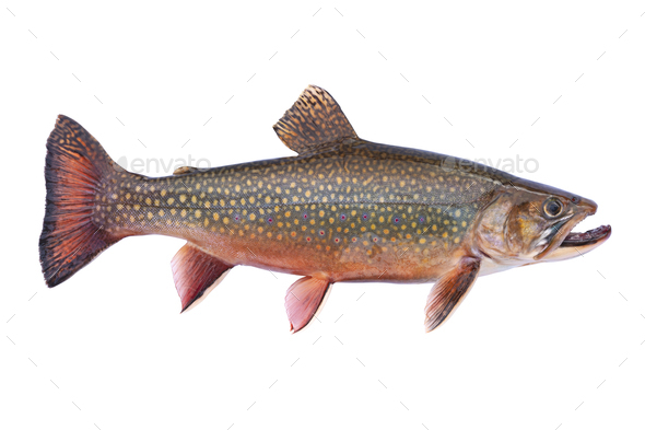 Beautiful Fresh Caught Male Brook Trout In Spawning Colors Isolated On ...